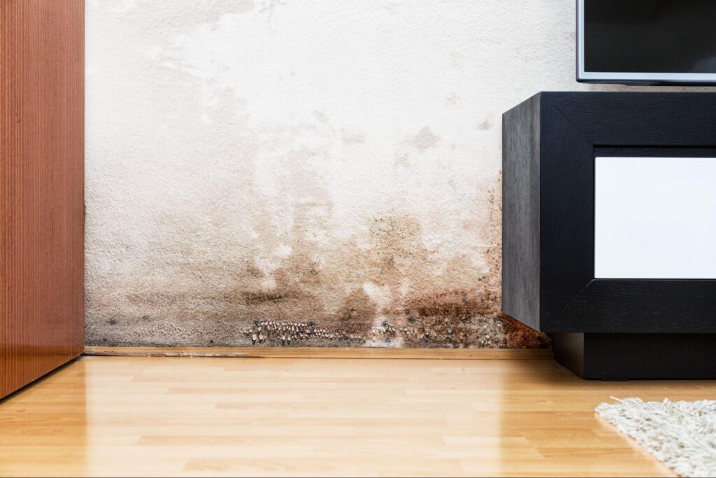 Selling a Mold-Infested Home Fast in Tampa